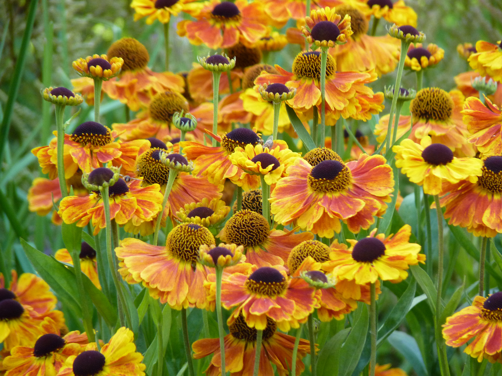 Helenium autumnale 'Sahin's Early Flowerer'